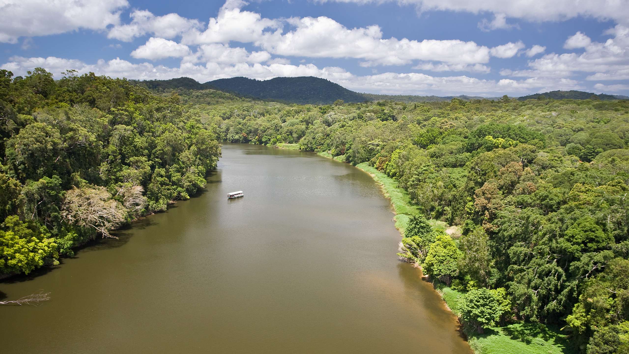 spotting crocodiles daintree river