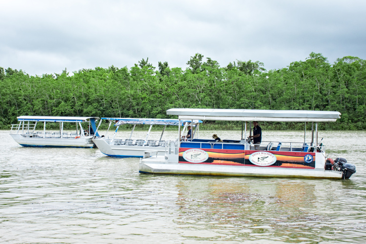daintree river cruises