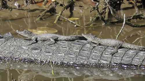 river cruises daintree