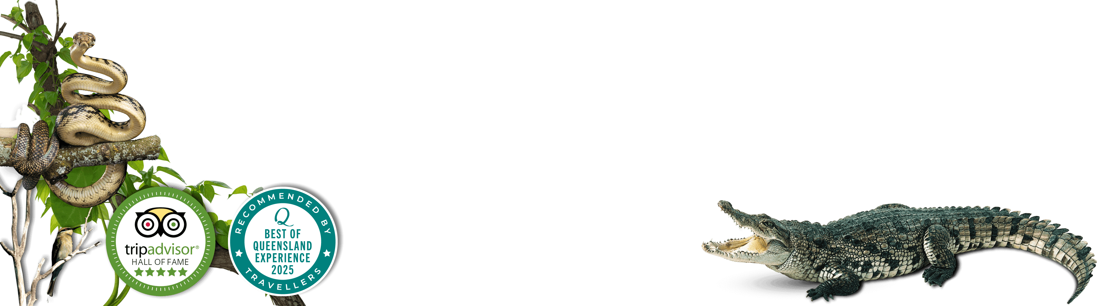 river cruises daintree