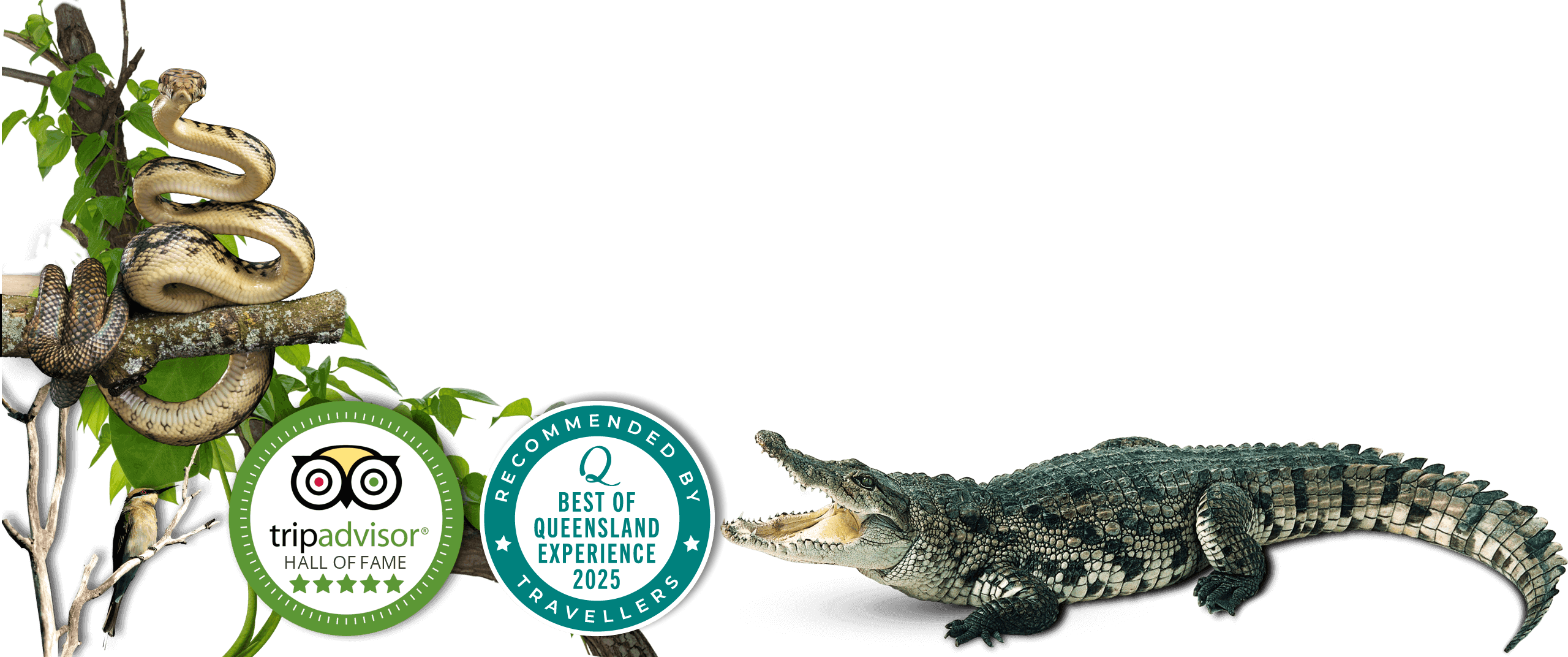 crocodile tours daintree